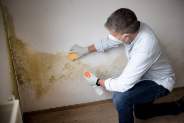 Environmental Consulting for Mold Prevention in Nashville, MI